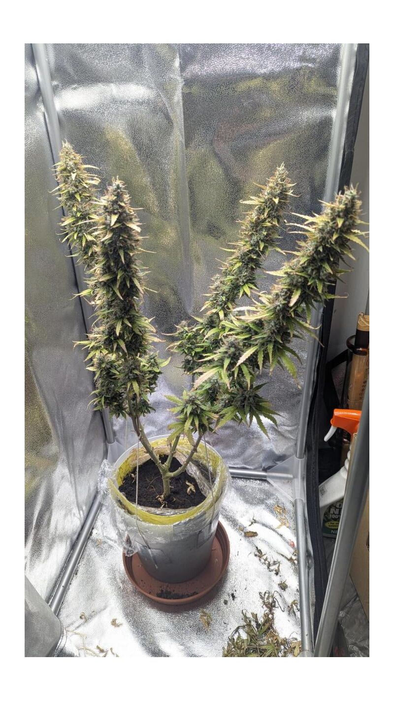 Super Boof Auto, Фасовка: 3, изображение 2